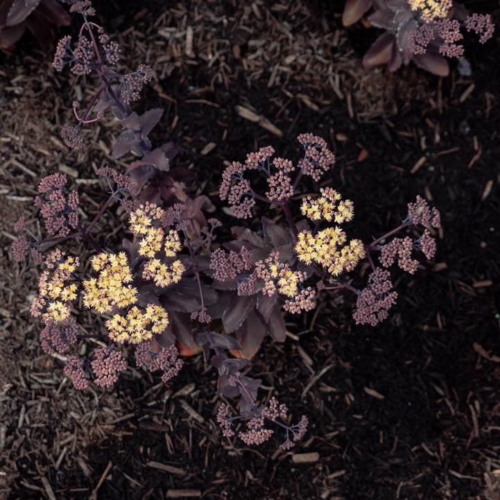 Sedum x - Puff Pastry™ White Chocolate Stonecrop