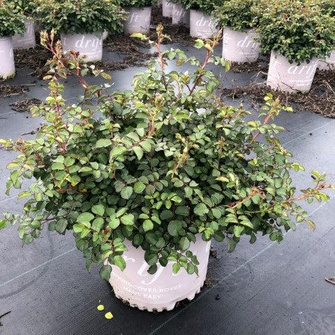 Rosa - Blushing Drift® Rose