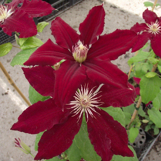 Clematis viticella - Rebecca™ Clematis