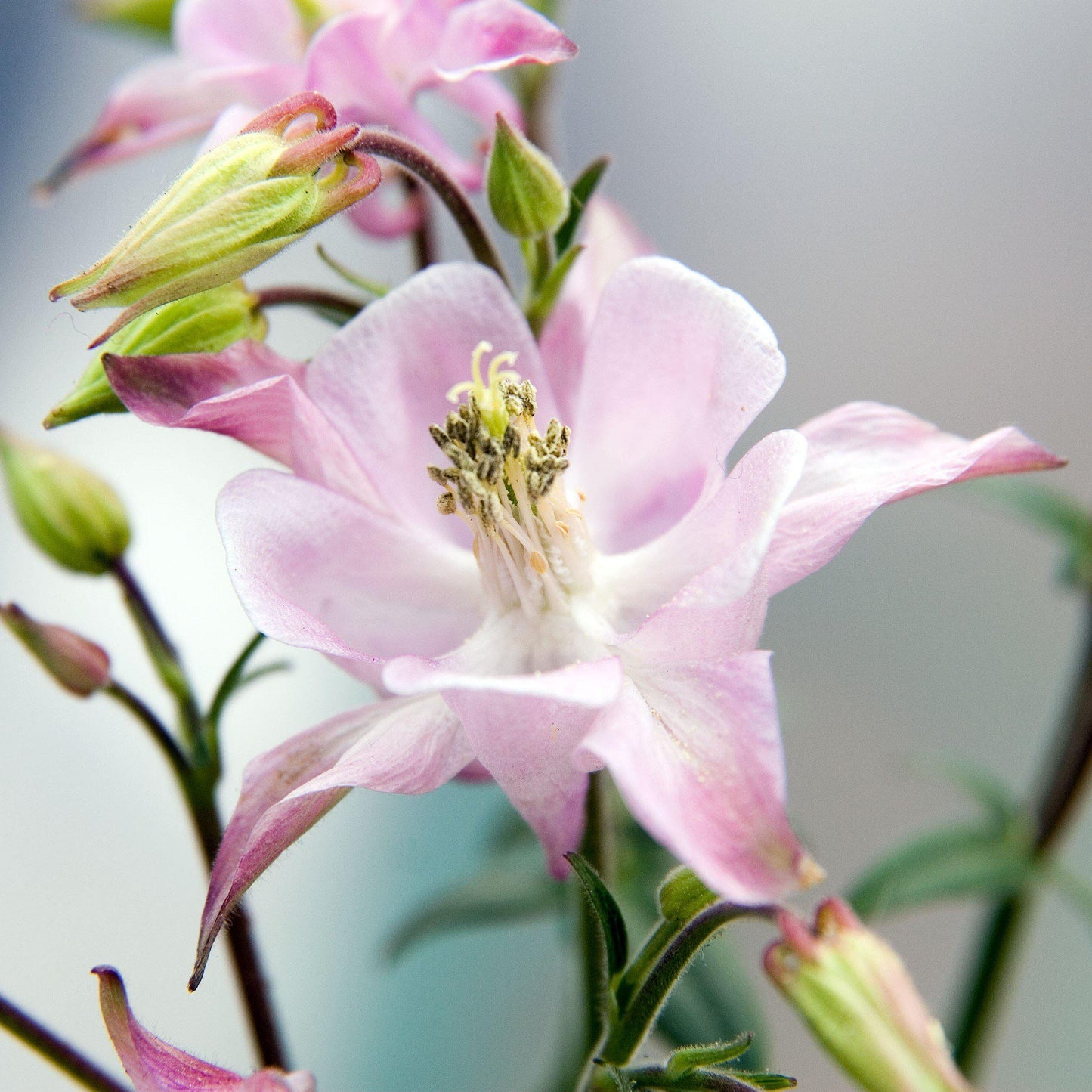 Aquilegia - Beidermeier Columbine