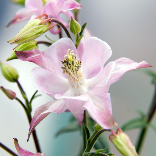 Aquilegia - Beidermeier Columbine