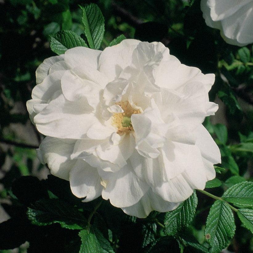 Rosa - Blanc Double De Coubert Rose