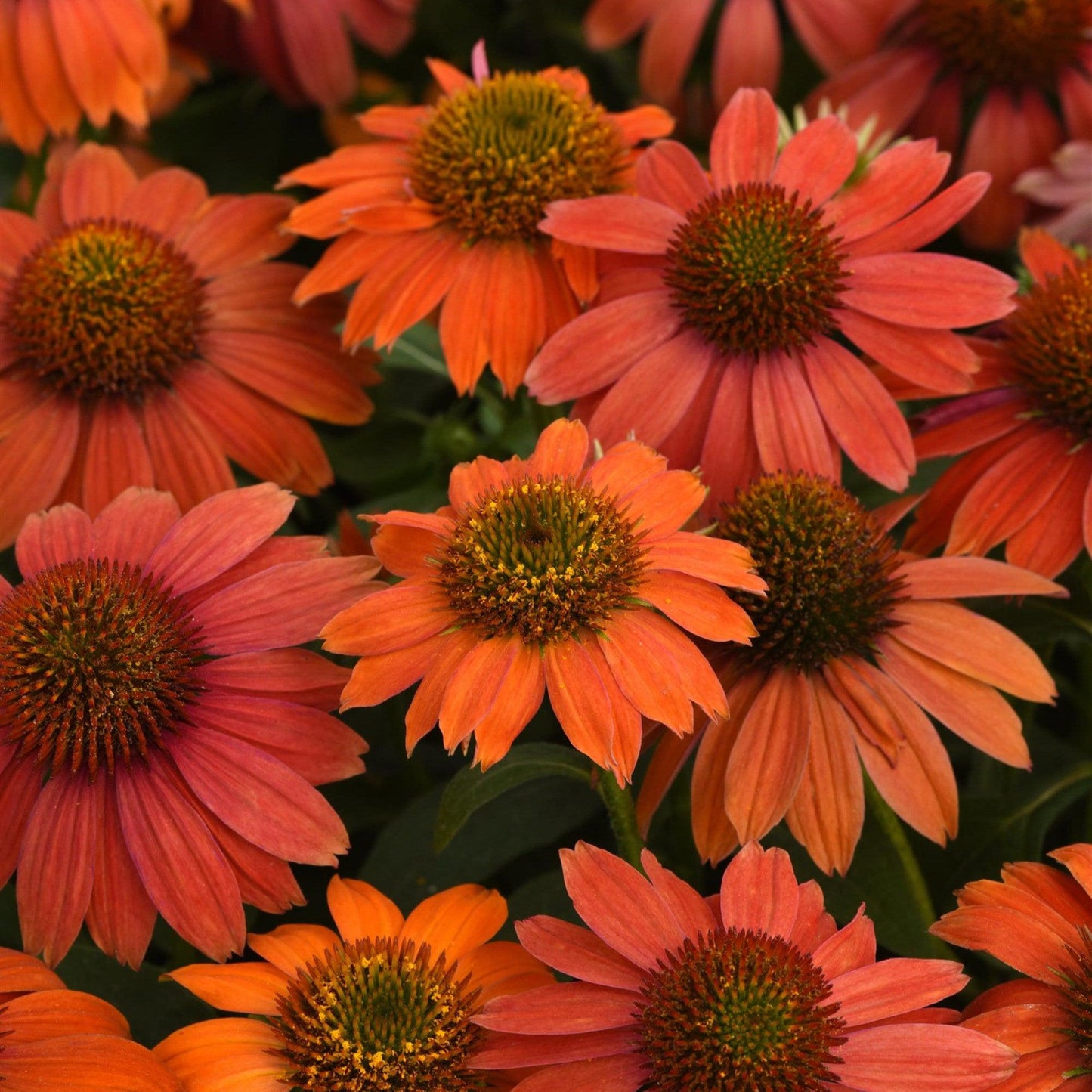 Echinacea - Artisan™ Red Ombre Coneflower
