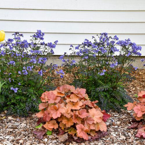 Heuchera - Dolce® Toffee Tart Heuchera