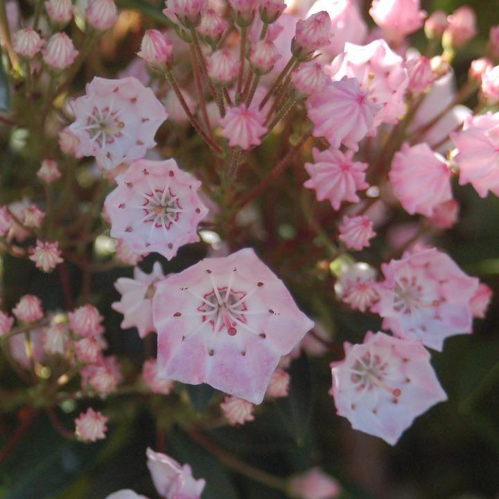 Kalmia latifolia - Tinkerbell Mountain Laurel