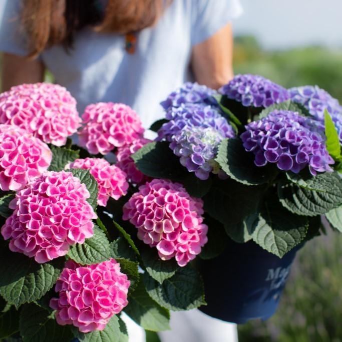 Hydrangea macrophylla - Magical® Elizabeth Ashley Hydrangea