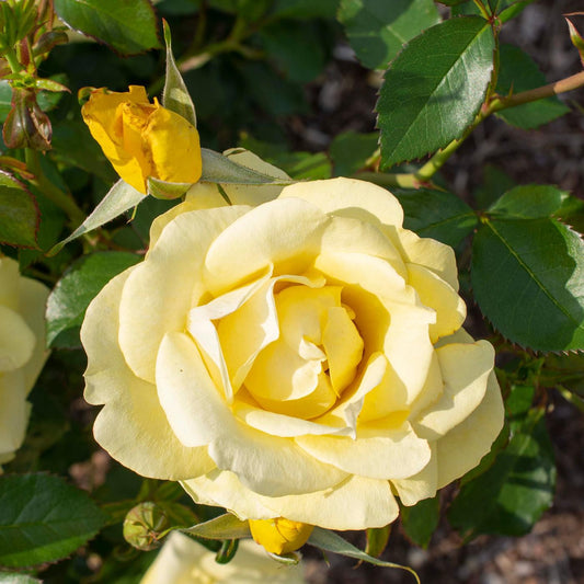 Rosa - Bloomables® Gilded Sun™ Rose