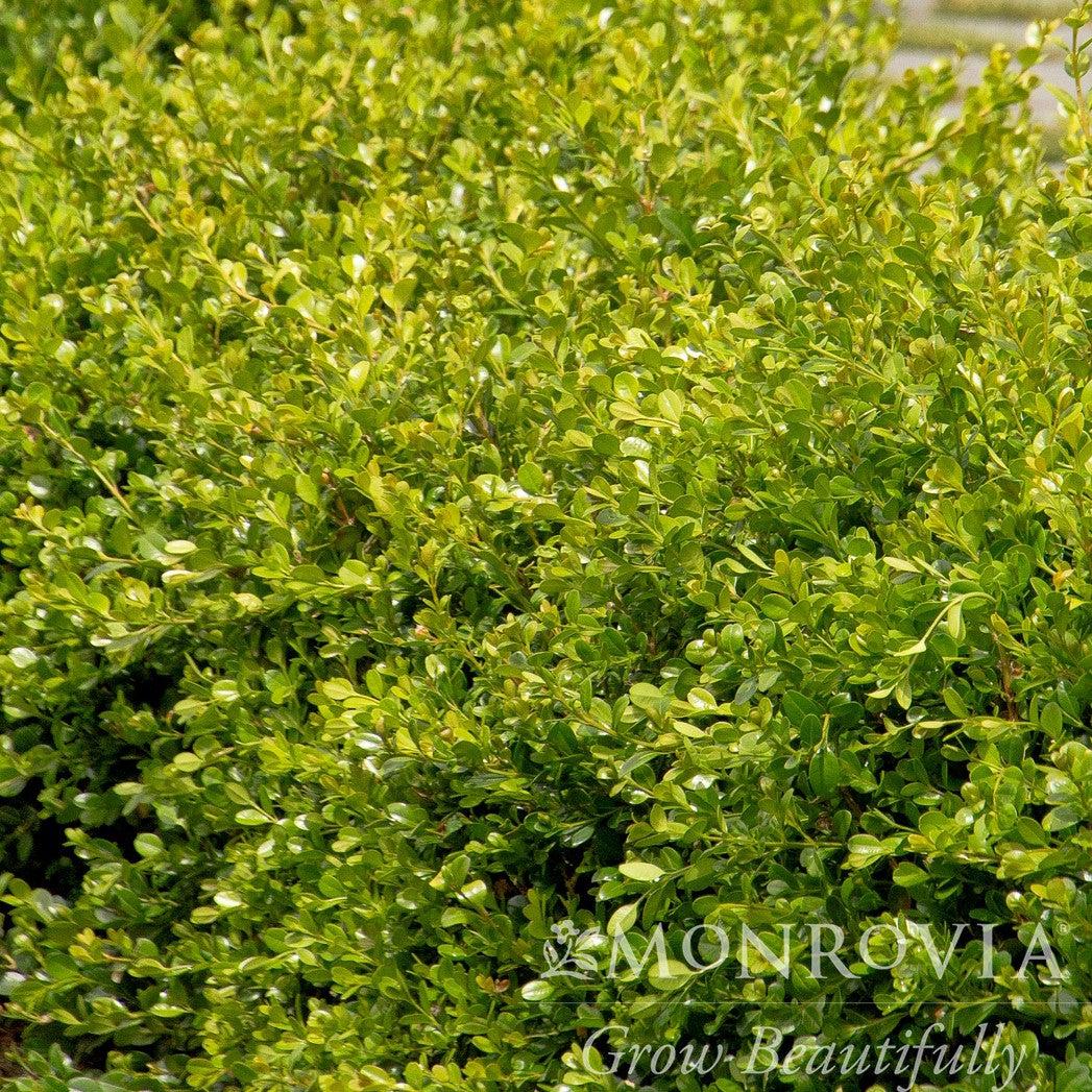 Buxus - Green Gem Boxwood