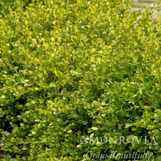 Buxus - Green Gem Boxwood