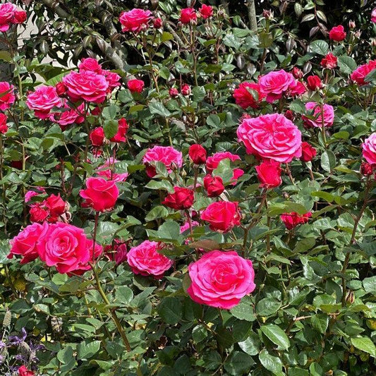 Rosa x - Showpiece™ Lipstick Rose