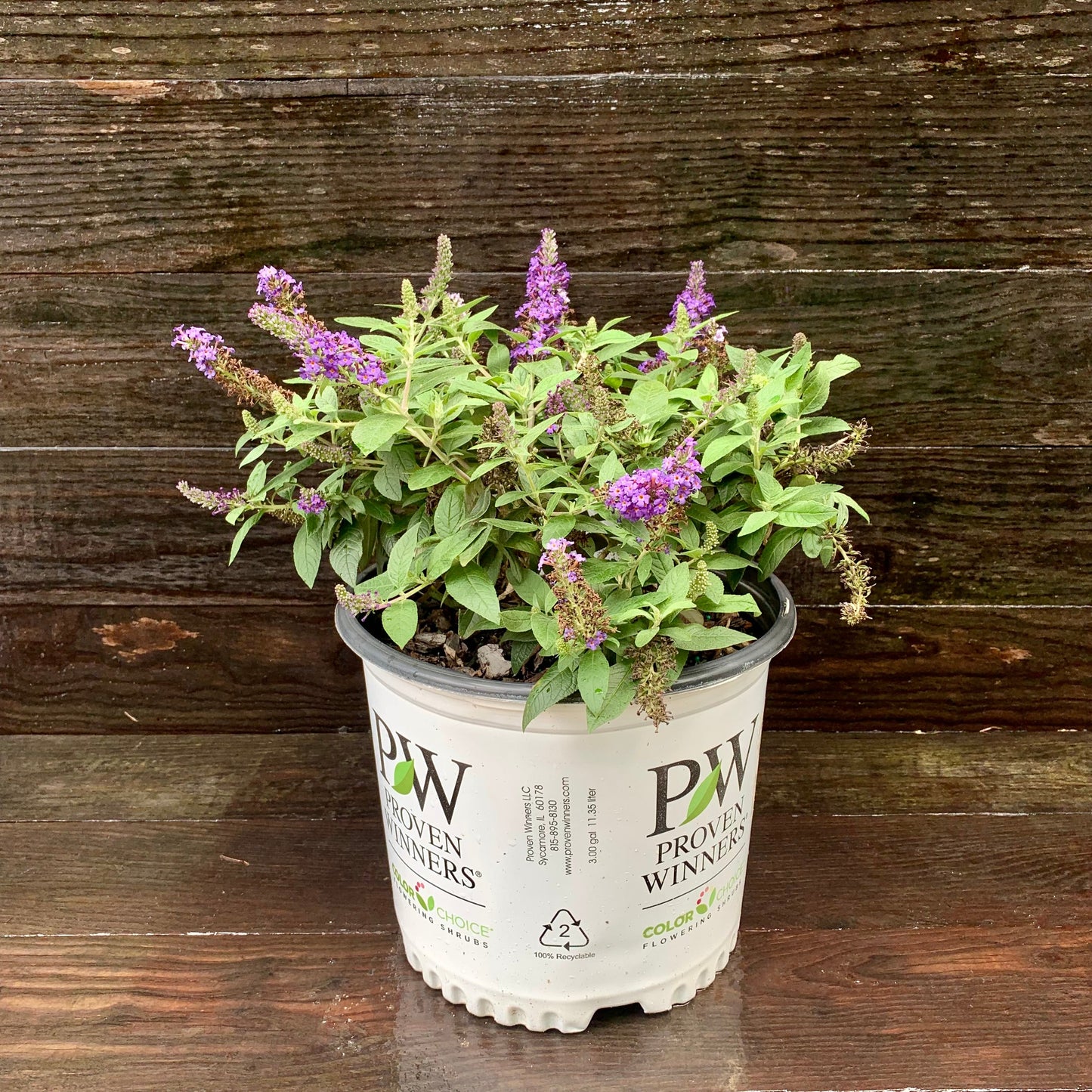 Buddleia davidii - Pugster Blue® Dwarf Butterfly Bush