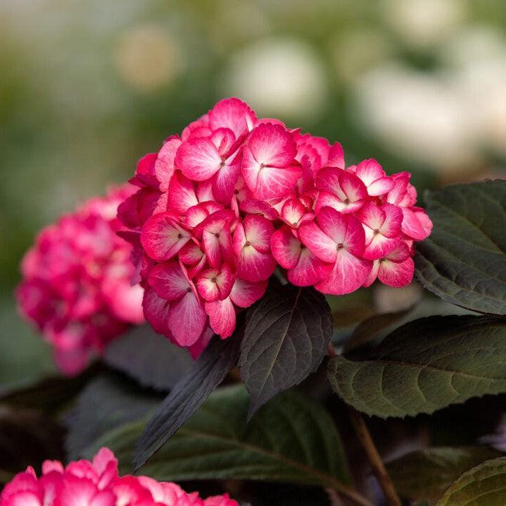 Hydrangea macrophylla - First Editions® Eclipse® Hydrangea