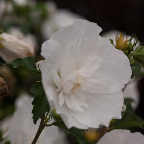 Hibiscus syriacus  - White Chiffon® Rose of Sharon