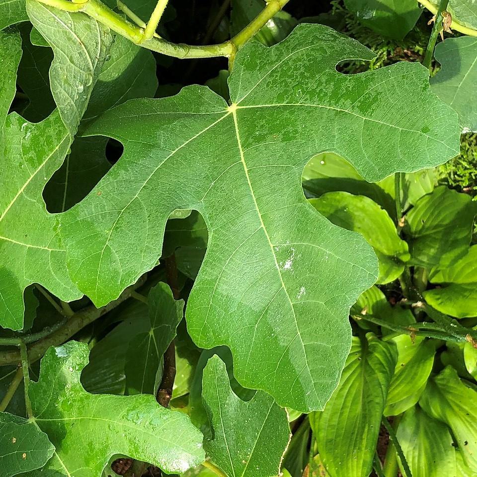 Ficus carica - Chicago Hardy Fig