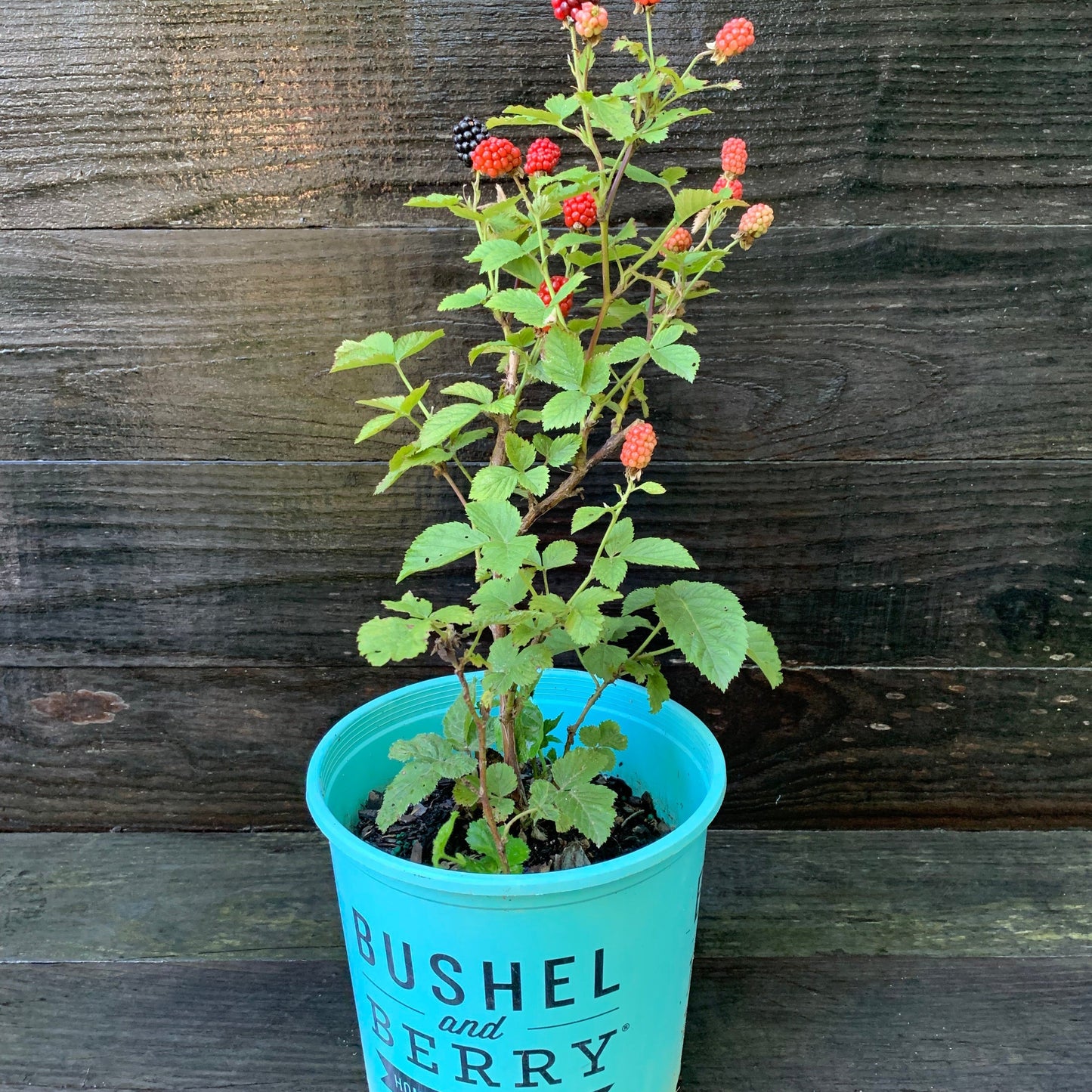 Rubus ulmifolius - Bushel and Berry® Baby Cakes® Thornless Blackberry