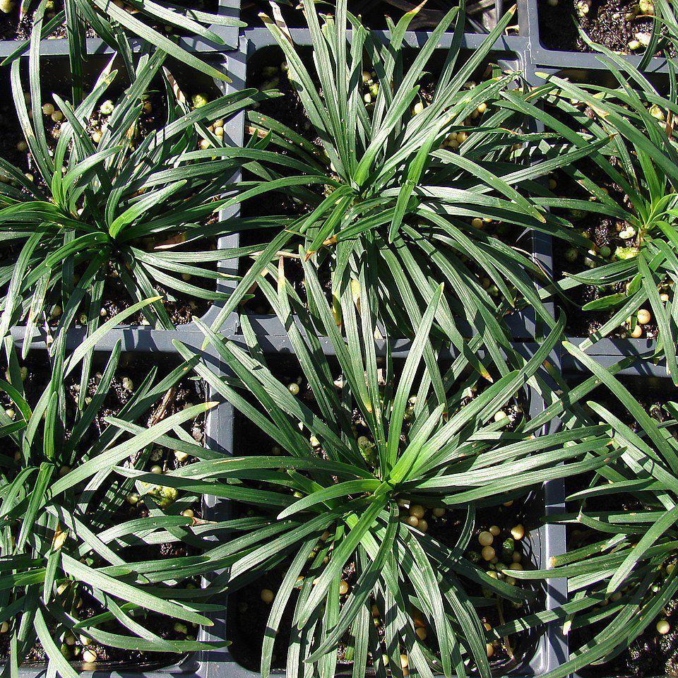 Ophiopogon japonicus  - Dwarf Mondo Grass