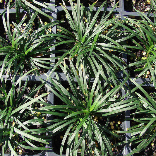 Ophiopogon japonicus  - Dwarf Mondo Grass