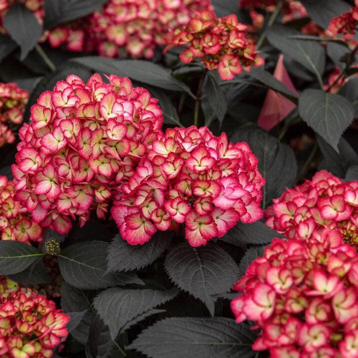 Hydrangea macrophylla - First Editions® Eclipse® Hydrangea