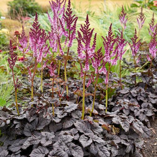 Astilbe  - Dark Side of the Moon Astilbe