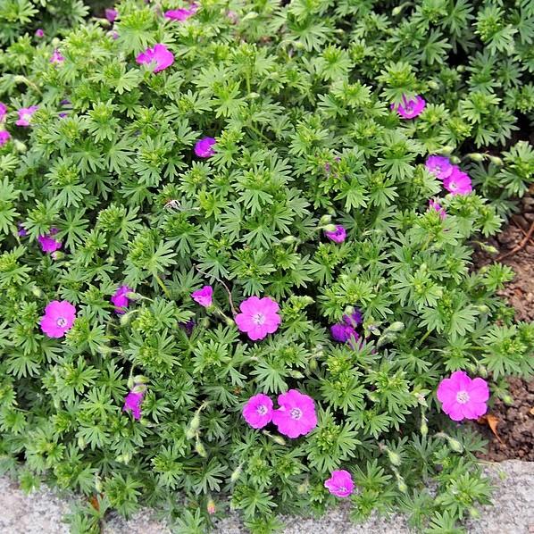 Geranium sanguineum - Max Frei Bloody Cranesbill