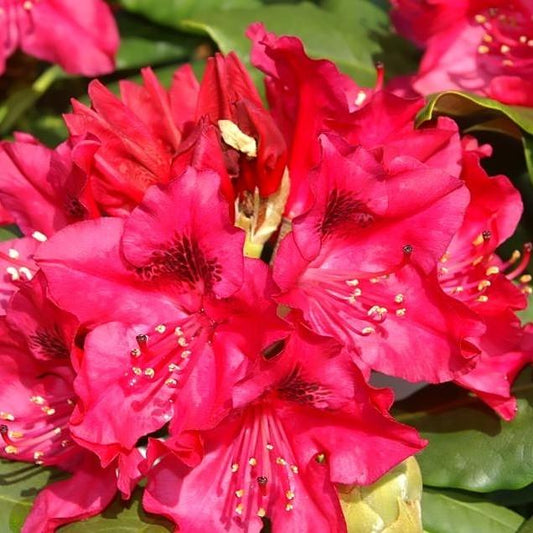 Rhododendron 'Nova Zembla'