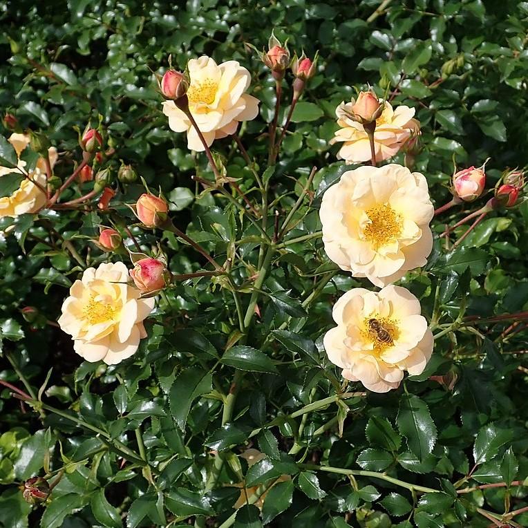 Rosa x - Flower Carpet® Amber Rose