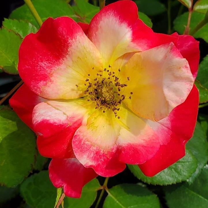 Rosa - Campfire Rose