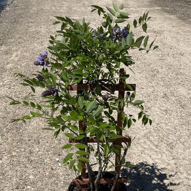 Wisteria frutescens - Amethyst Falls Wisteria