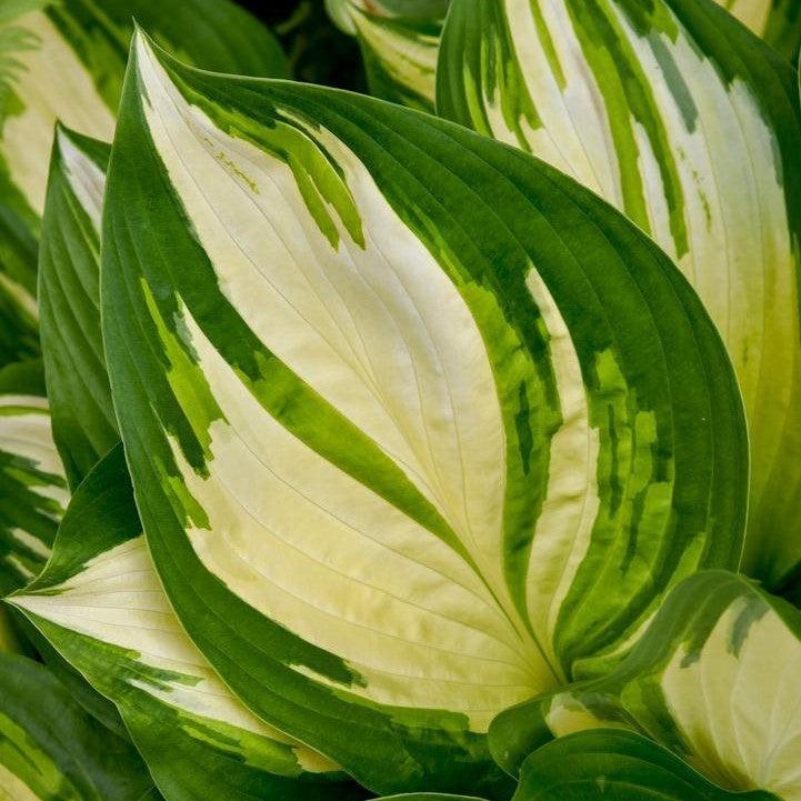Hosta - PW® Shadowland® Miss America Hosta