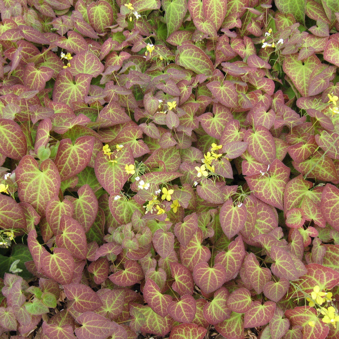 Epimedium x perralchicum - Frohnleiten Barrenwort, Bishop's Hat