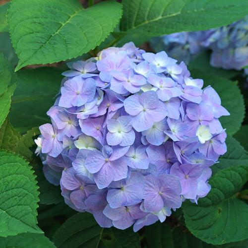 Hydrangea macrophylla × serrata - Let's Dance® Sky View® Hydrangea