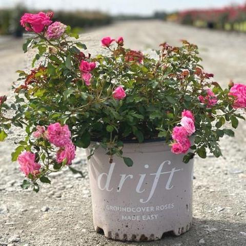 Rosa - Sweet Drift® Rose