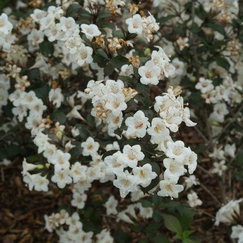 Weigela florida - Wine & Spirits® Weigela