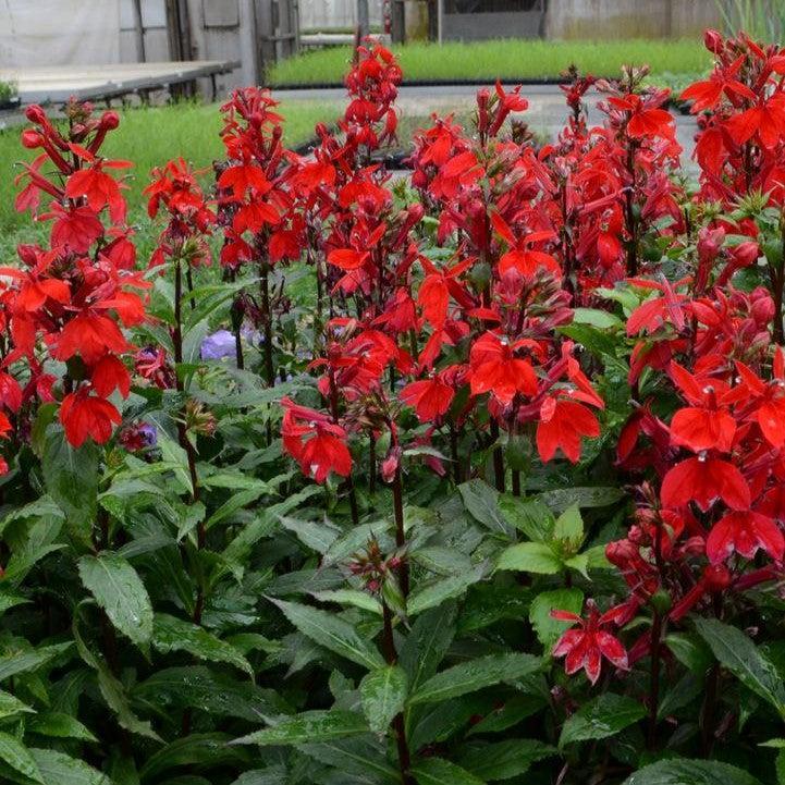 Lobelia x speciosa - Starship™ Scarlet Cardinal Flower