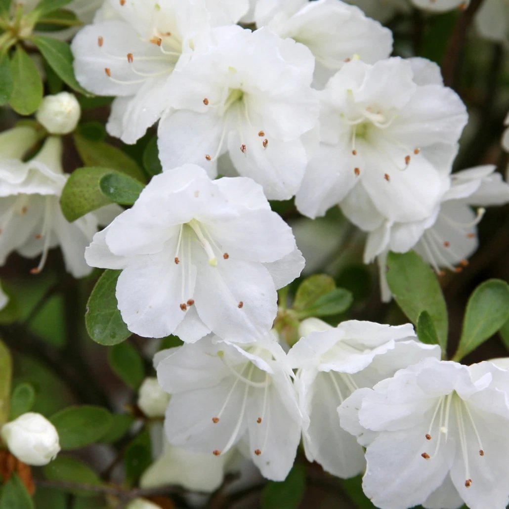 Azalea x - Gumpo White Azalea