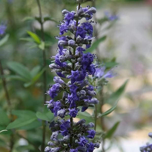 Caryopteris × clandonensis - Dark Knight Bluebeard