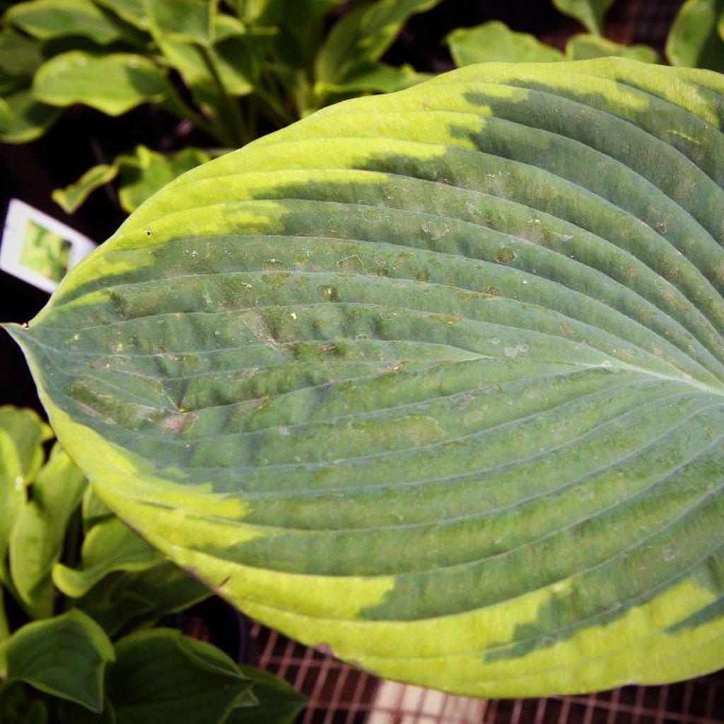 Hosta 'Frances Williams'