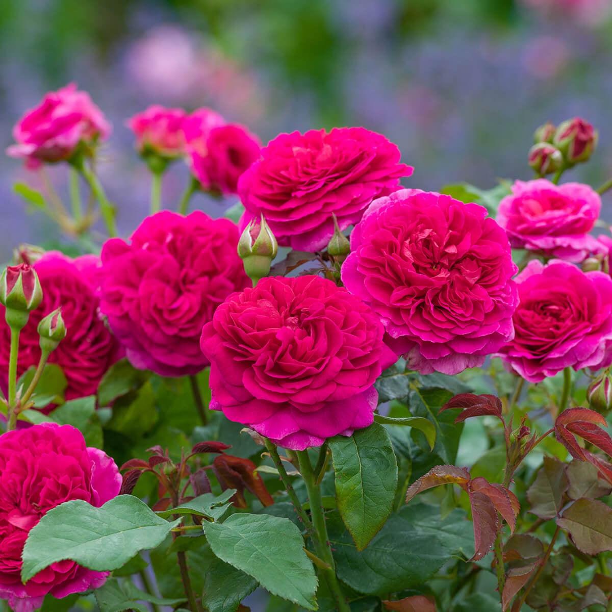 Rosa - Gabriel Oak Rose