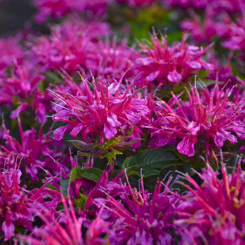 Monarda didyma - Pardon My Purple Bee Balm