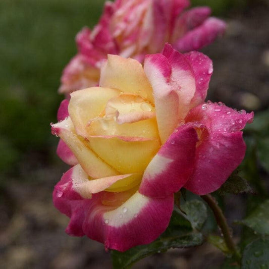 Rosa - First Edition® Love & Peace® Rose