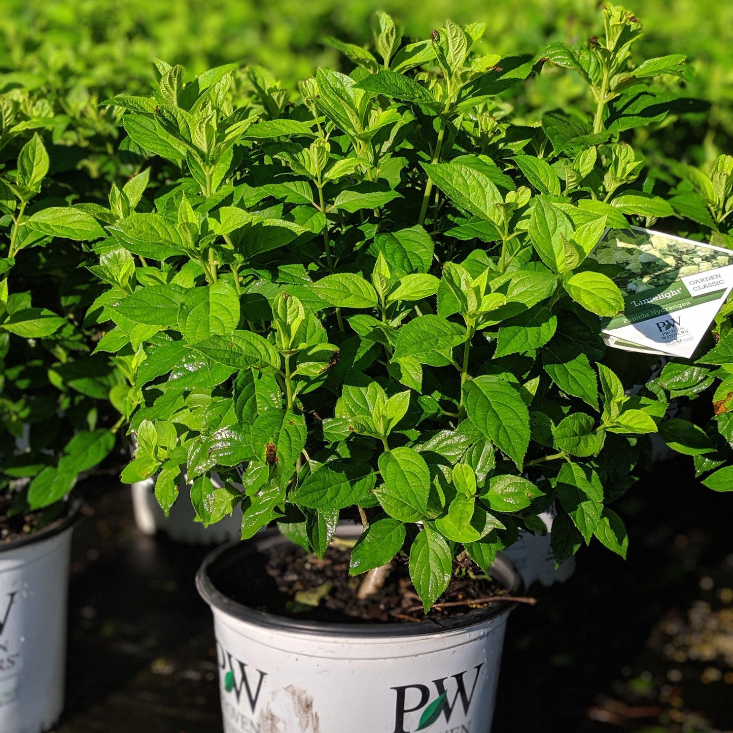 Hydrangea paniculata - Proven Winners® Limelight® Hydrangea