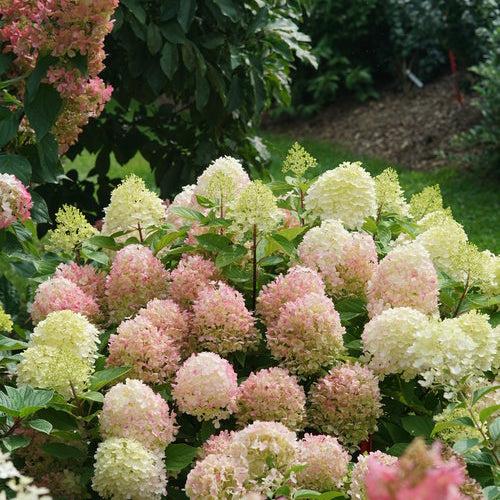 Hydrangea paniculata - Proven Winners® Fire Light Tidbit® Hydrangea