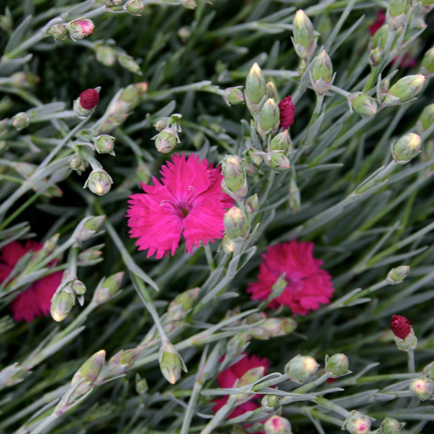 Dianthus x - Neon Star Dianthus