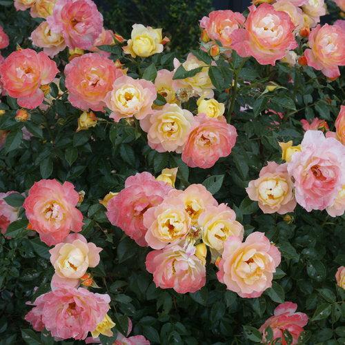 Rosa - PW® Color Choice® OSO Easy Italian Ice® Rose