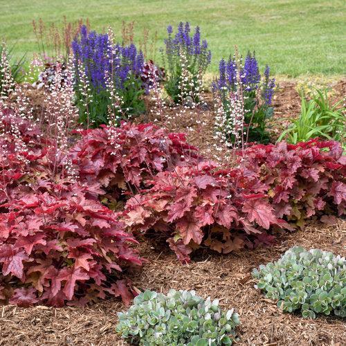 Heuchera - PW® Fun and Games® Red Rover Coral Bells