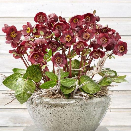 Helleborus x hybridus - FrostKiss™ Vibey Velvet™ Lenten Rose