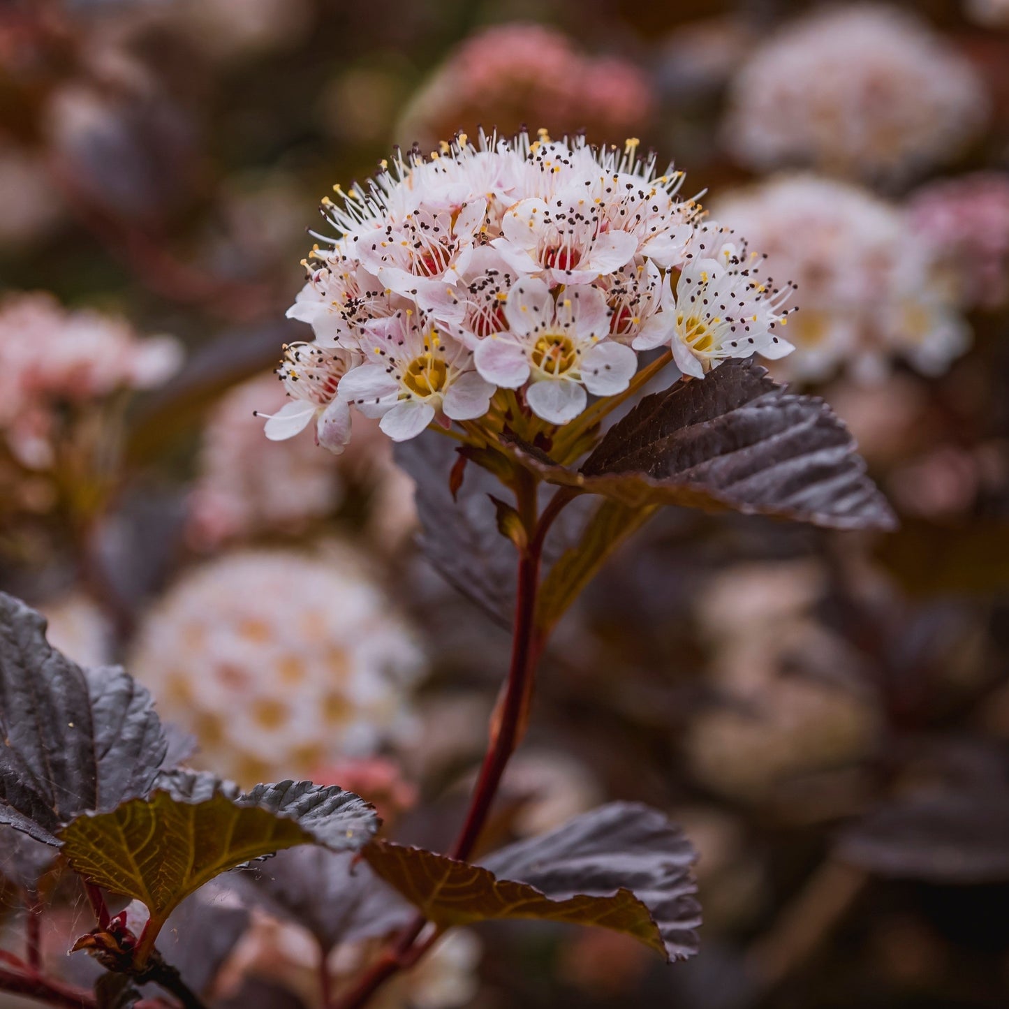 Physocarpus opulifolius - Bloomin' Easy® Panther Ninebark