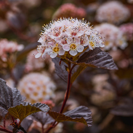 Physocarpus opulifolius - Bloomin' Easy® Panther Ninebark