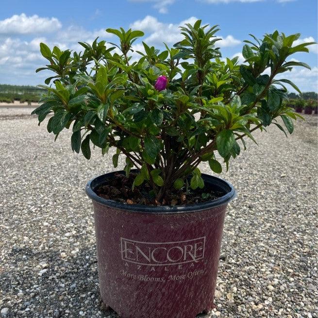 Encore® Autumn Majesty™ Azalea