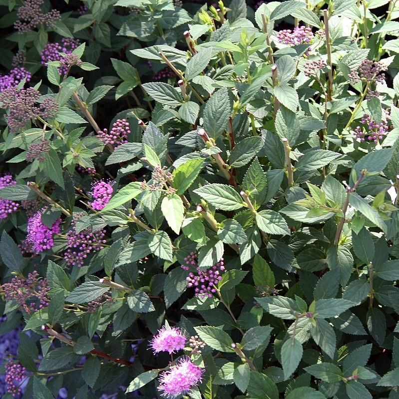 Spiraea japonica - Little Princess Spirea